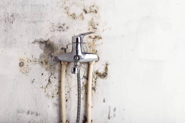 Best Local Mold Removal Service  in West Conshohocken, PA