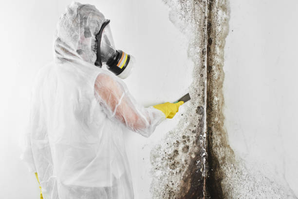 Best Toxic Mold Removal  in West Conshohocken, PA