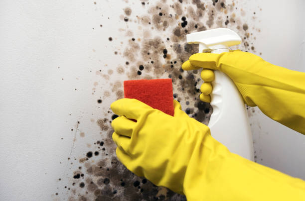 Best Mold Removal Company Near Me  in West Conshohocken, PA