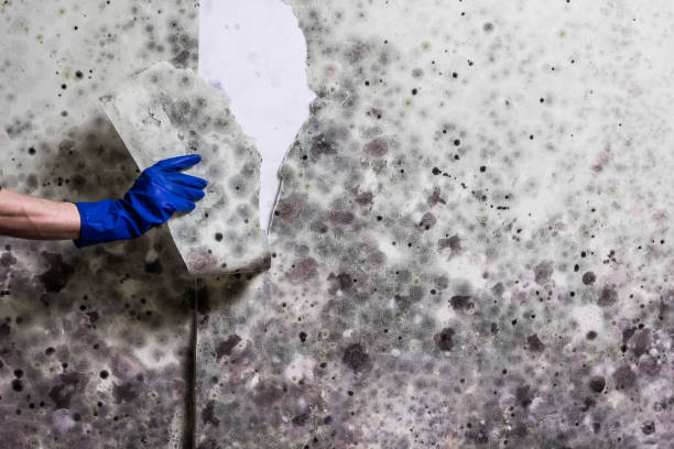 Best Mold Removal Company Near Me  in West Conshohocken, PA