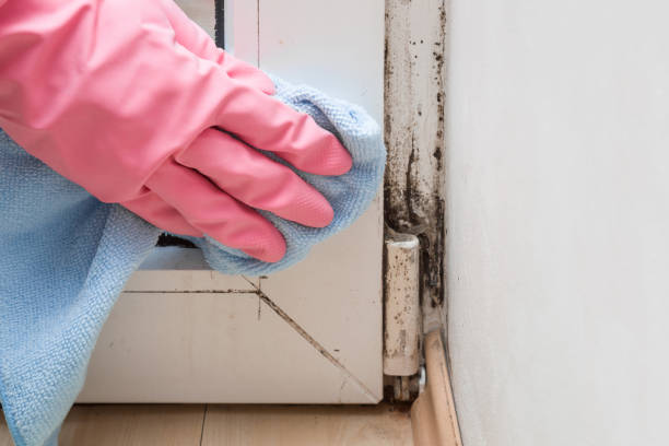 Professional Mold Removal in West Conshohocken, PA