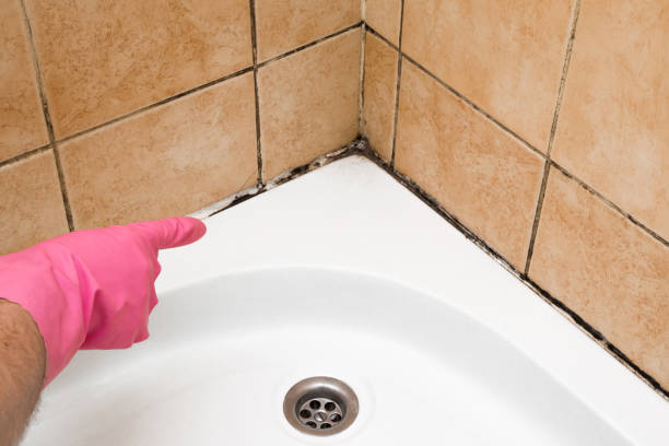 Best Commercial Mold Removal  in West Conshohocken, PA