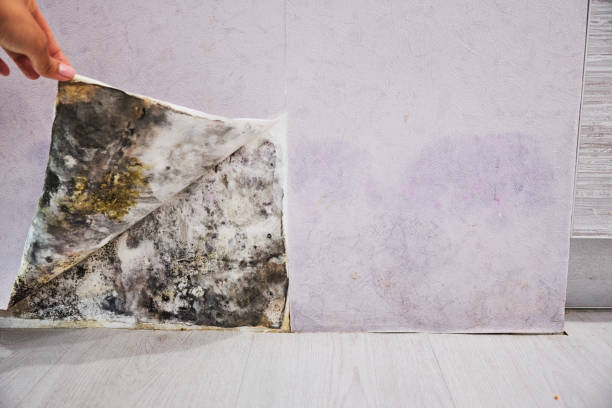 Best Toxic Mold Removal  in West Conshohocken, PA